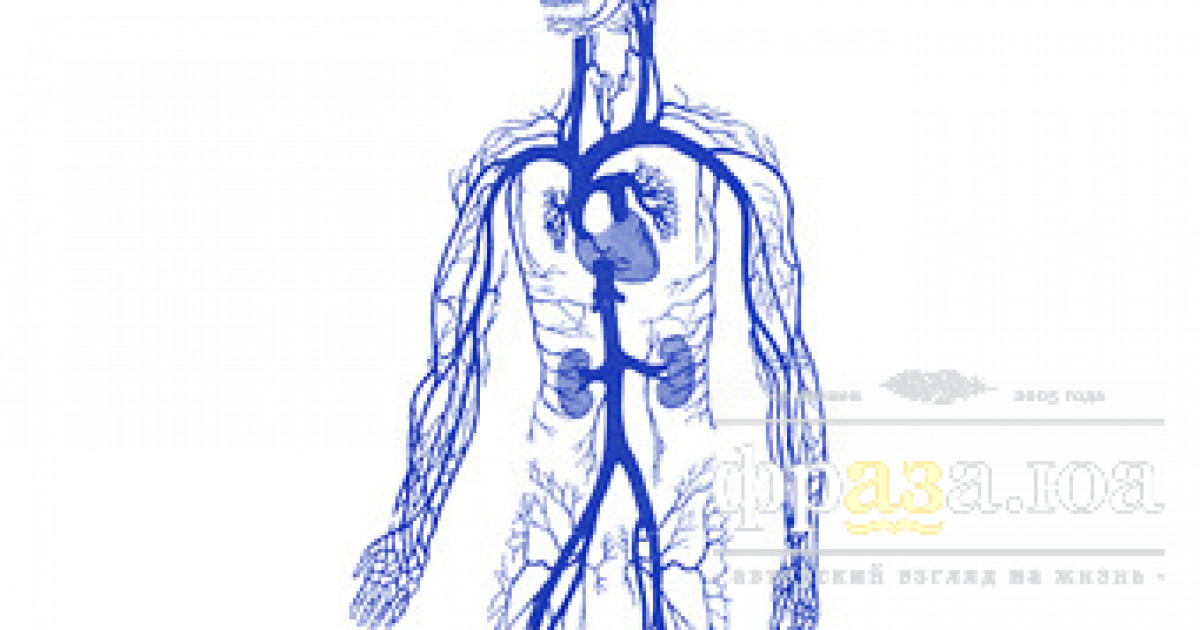 Рисунок вен. Вены человека. Венозный рисунок. Венозная система человека рисунок.