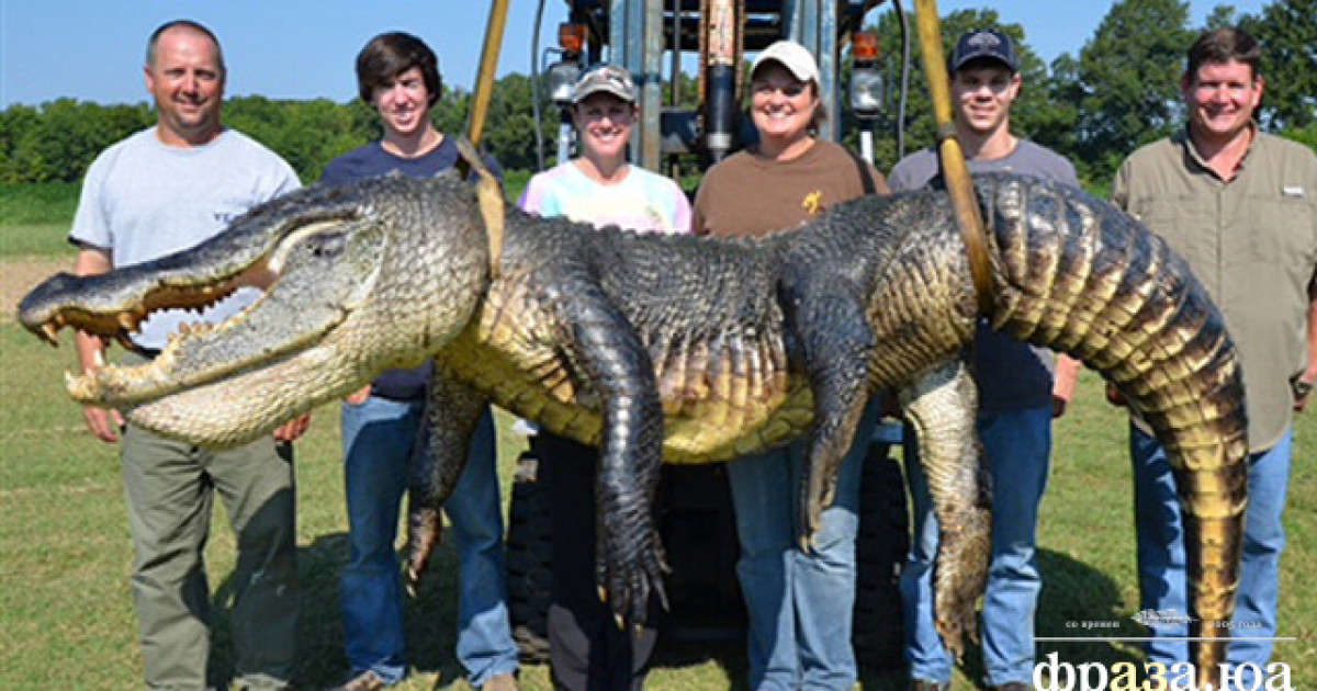 Размеры динозавров по сравнению с людьми. Динозавры в сравнении с человеком. Самое большое животное на земле. Аргентинозавр. Самое большое животное за всю историю планеты.