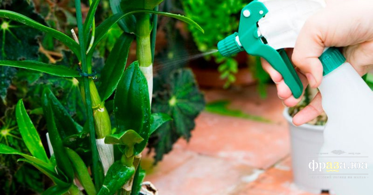 Опрыскивание комнатные цветы. Полив и опрыскивание комнатных цветов. Опрыскивание комнатных растений. Опрыскивание комнатных растений. Спатифиллум опрыскивание.