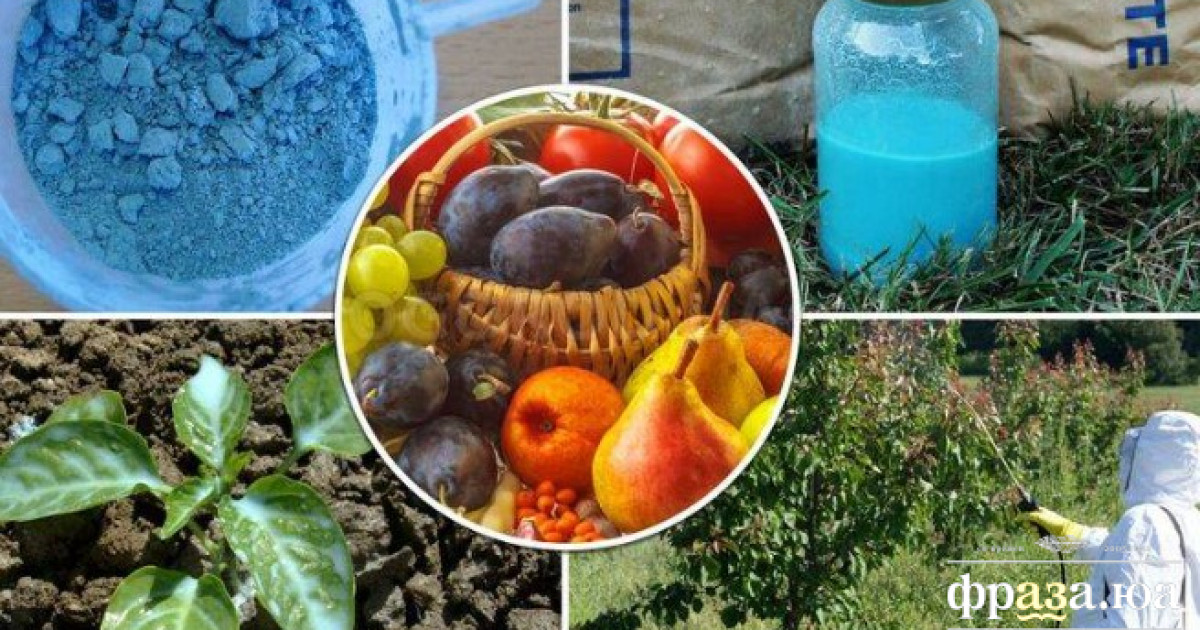 Медный купорос для обработки древесины. Обработка деревьев бордосской жидкостью. Опрыскивание деревьев. Медный купорос для обработки древесины. Обработка медным купоросом фруктовые деревья.