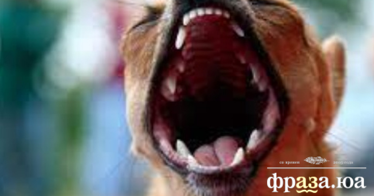 Кинолог рассказал, почему лают собаки / Новости