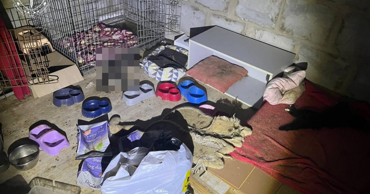 На Київщині загинули десятки кішок