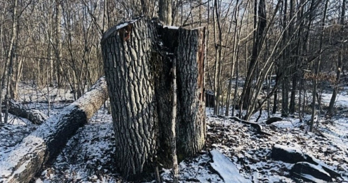 На Волині незаконно вирубали дерева на мільйони гривні