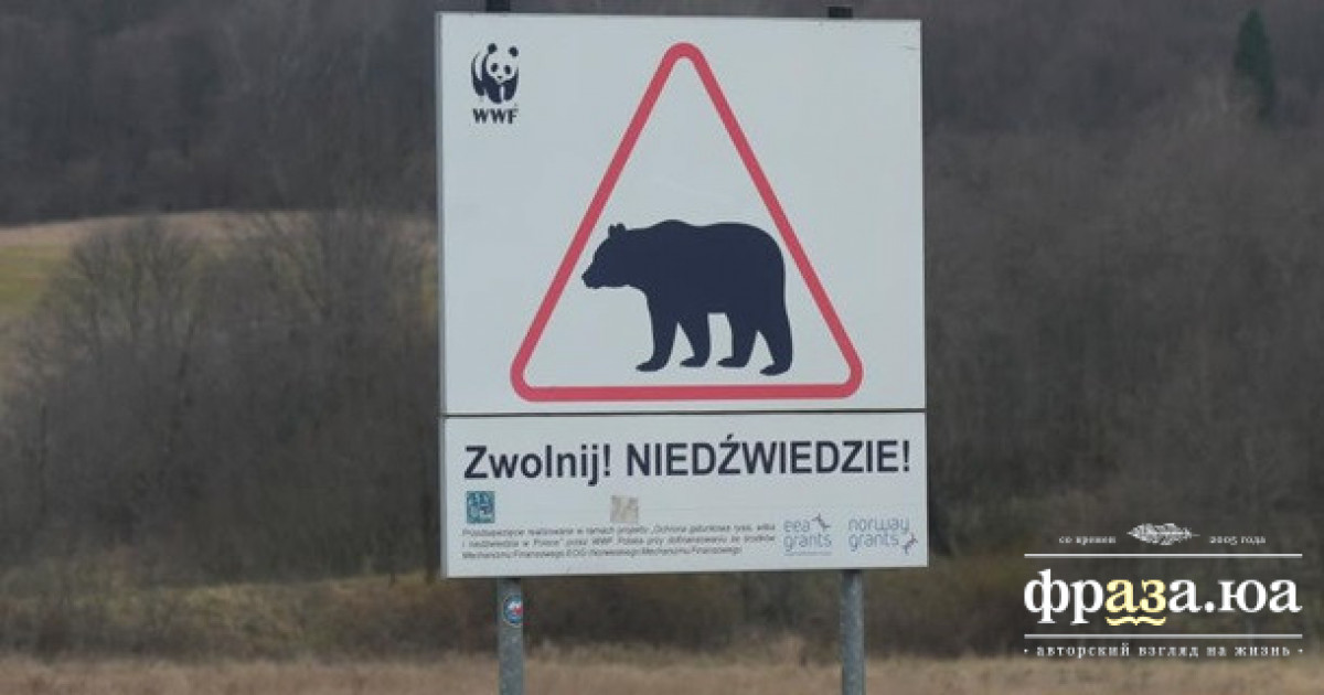 На кордоні Польщі з Україною ведмідь загриз жінку